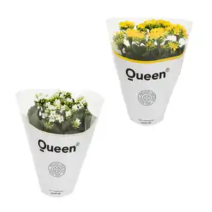 GARDENLINE Kalanchoe
