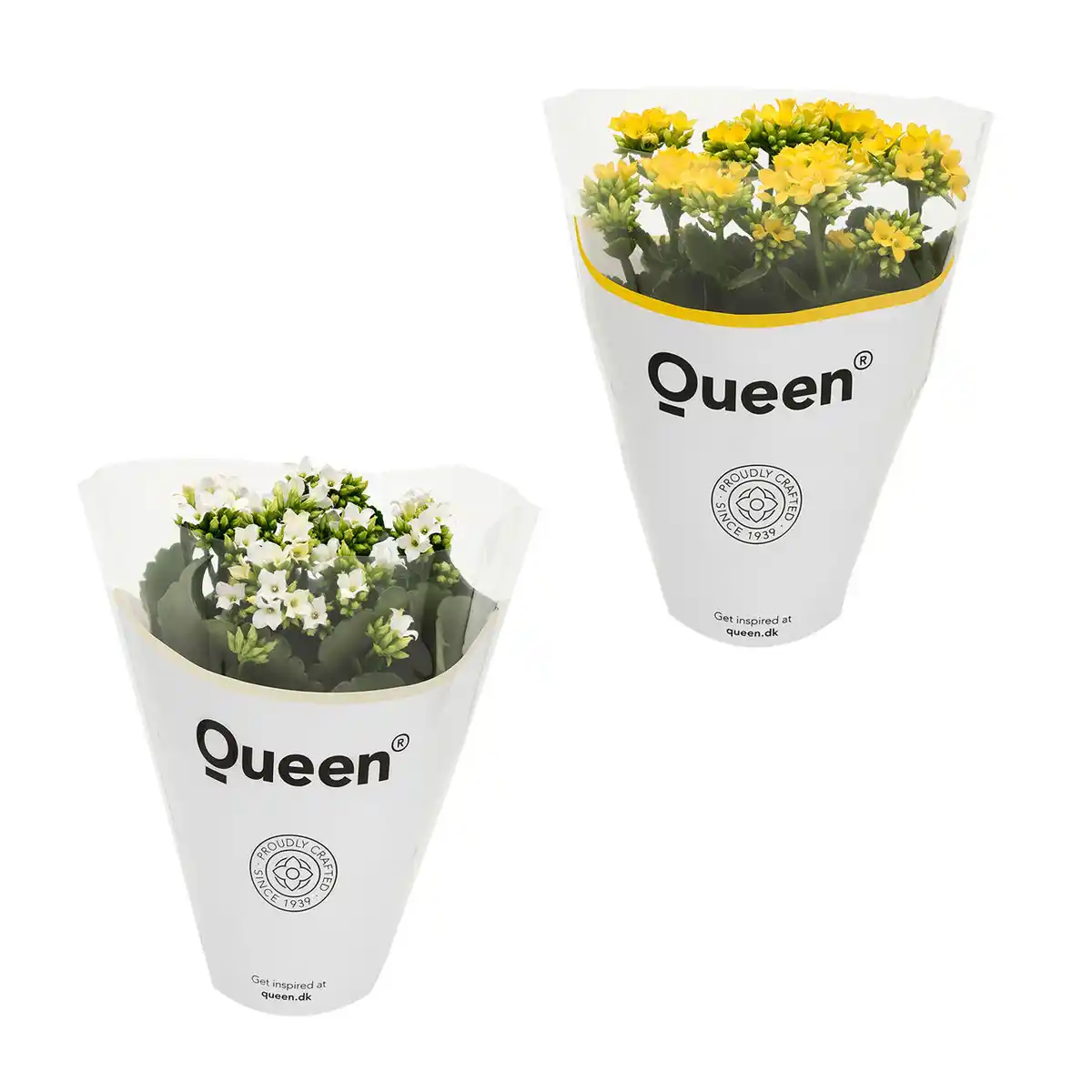 Bild 1 von GARDENLINE Kalanchoe