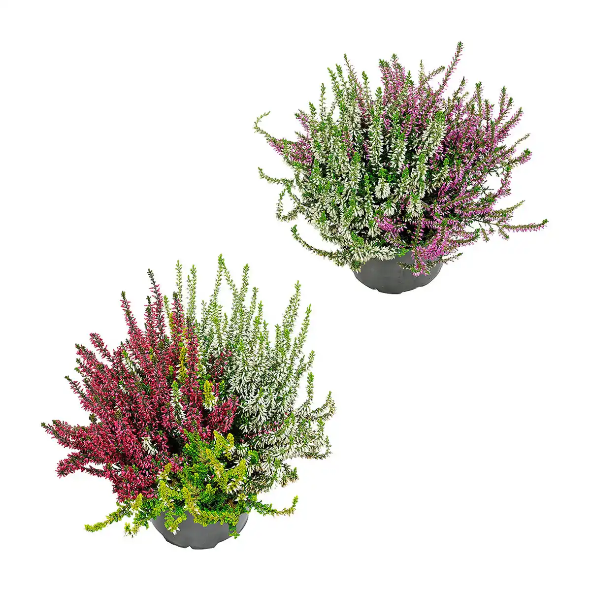 Bild 1 von GARDENLINE Calluna vulgaris Twin / Trio