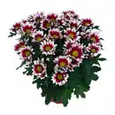Bild 3 von GARDENLINE Chrysantheme