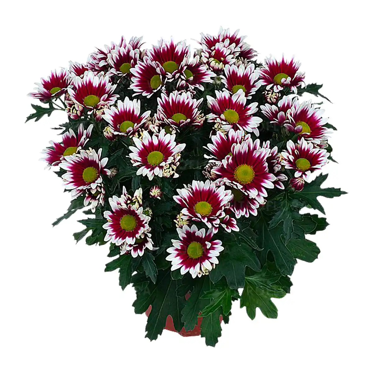 Bild 3 von GARDENLINE Chrysantheme