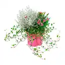Bild 2 von GARDENLINE Herbstpflanzen-Trio