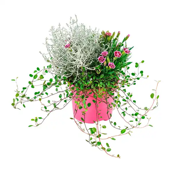 Bild 2 von GARDENLINE Herbstpflanzen-Trio
