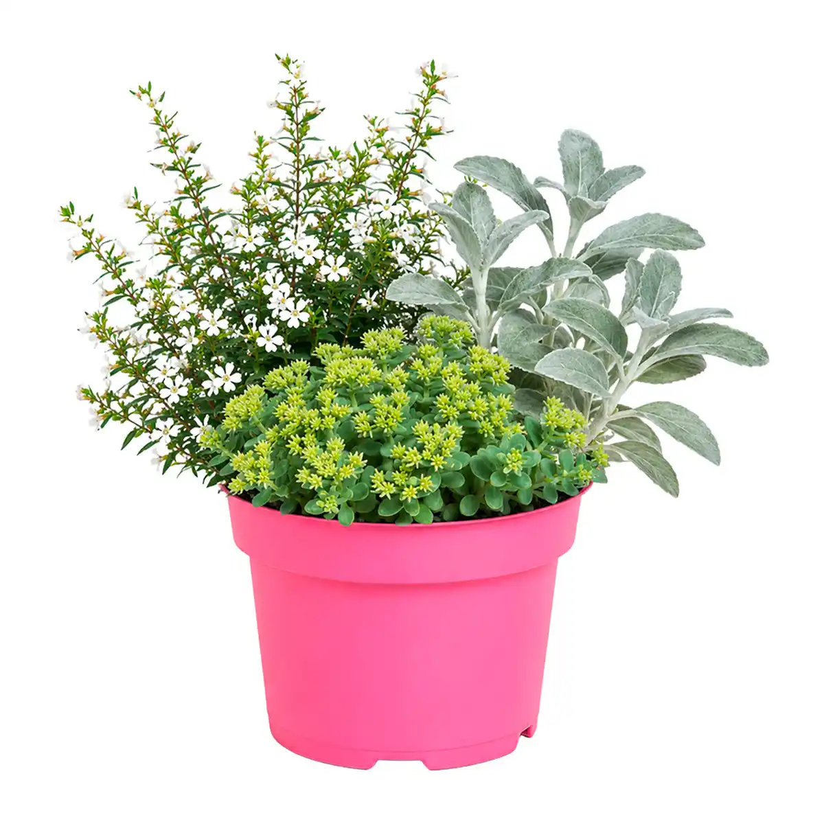 Bild 4 von GARDENLINE Herbstpflanzen-Trio