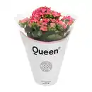 Bild 3 von GARDENLINE Kalanchoe