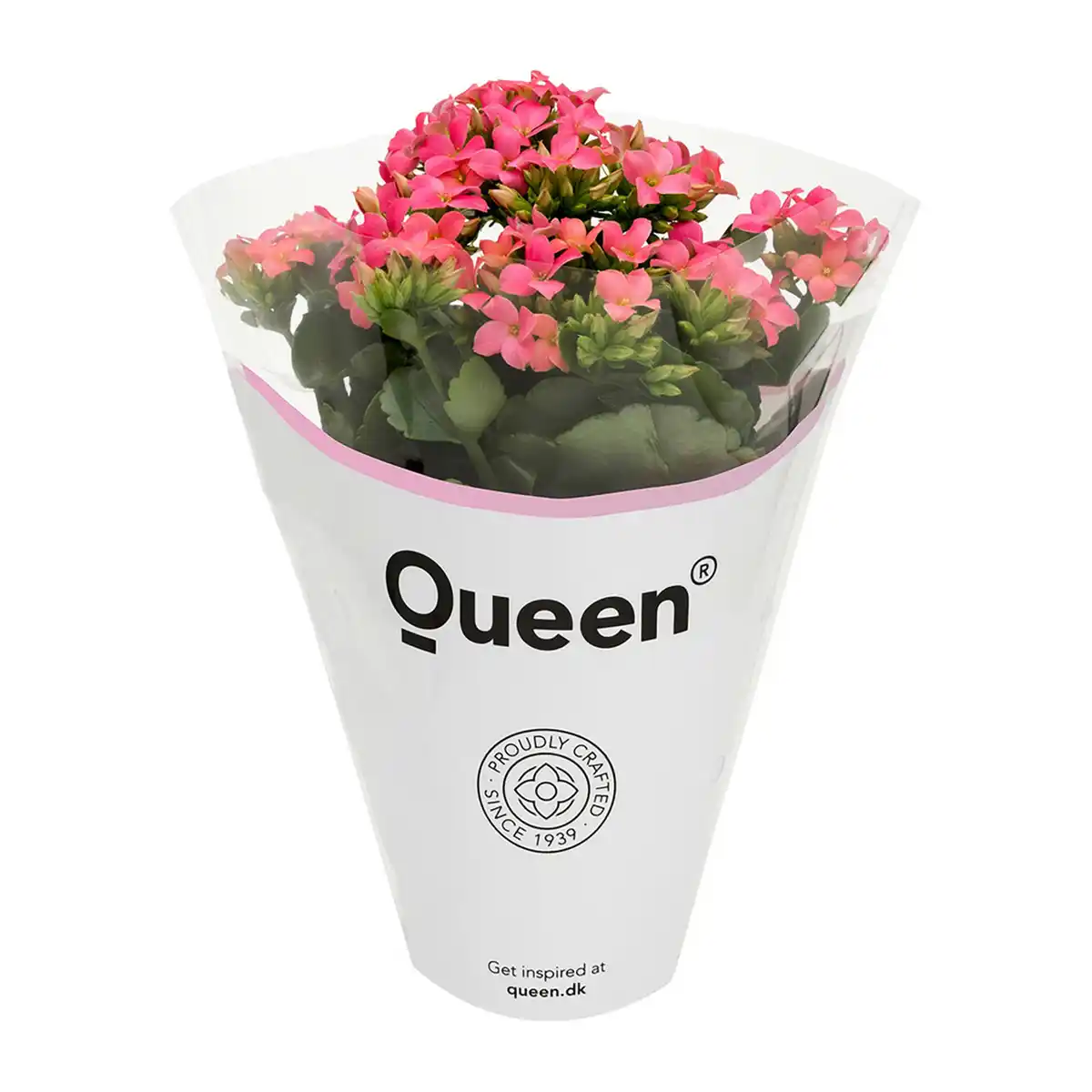Bild 3 von GARDENLINE Kalanchoe