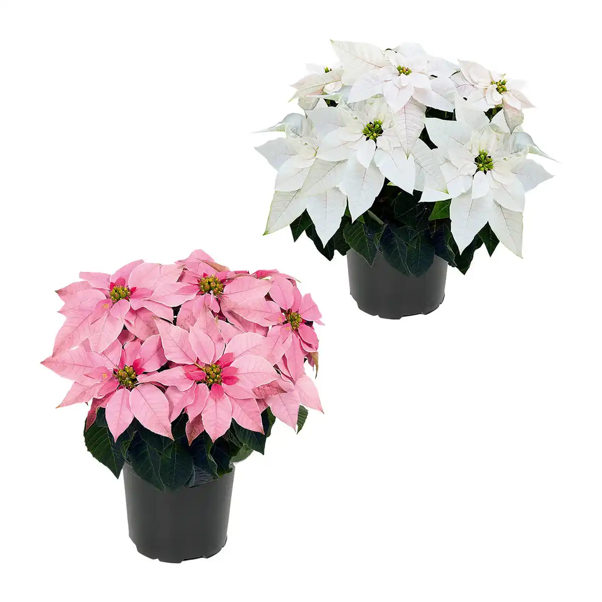 Bild 1 von GARDENLINE Winterstern