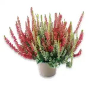 Calluna „Beauty Ladies“, zwei- oder dreifarbig