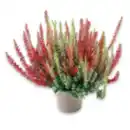 Bild 1 von Calluna „Beauty Ladies“, zwei- oder dreifarbig