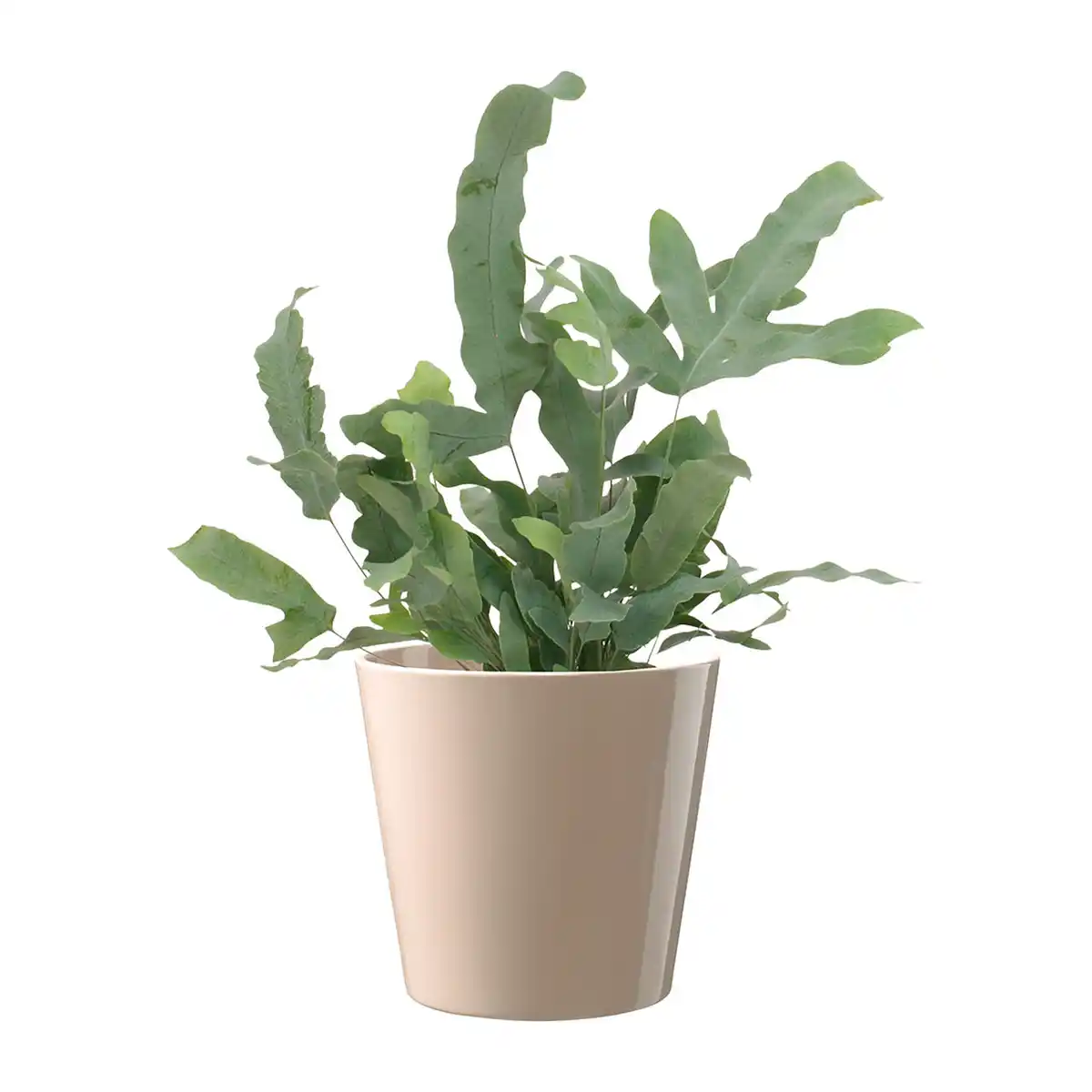 Bild 4 von GARDENLINE Außergewöhnliche Grünpflanze