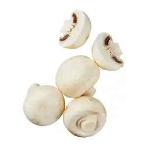 Große Kulturchampignons