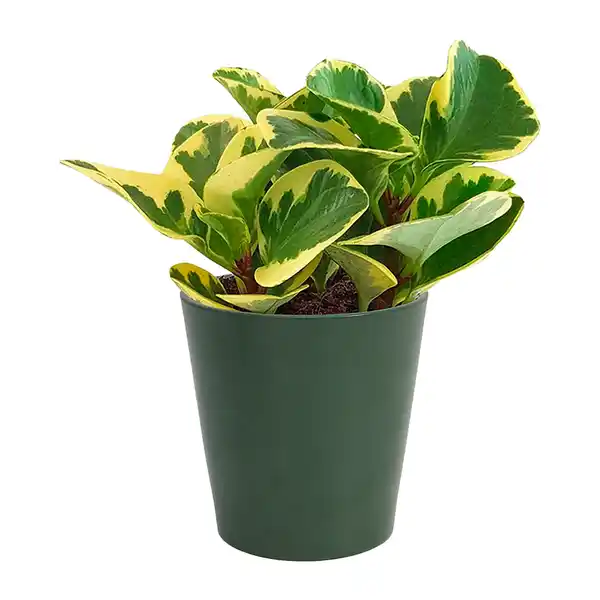 Bild 2 von GARDENLINE Außergewöhnliche Grünpflanze