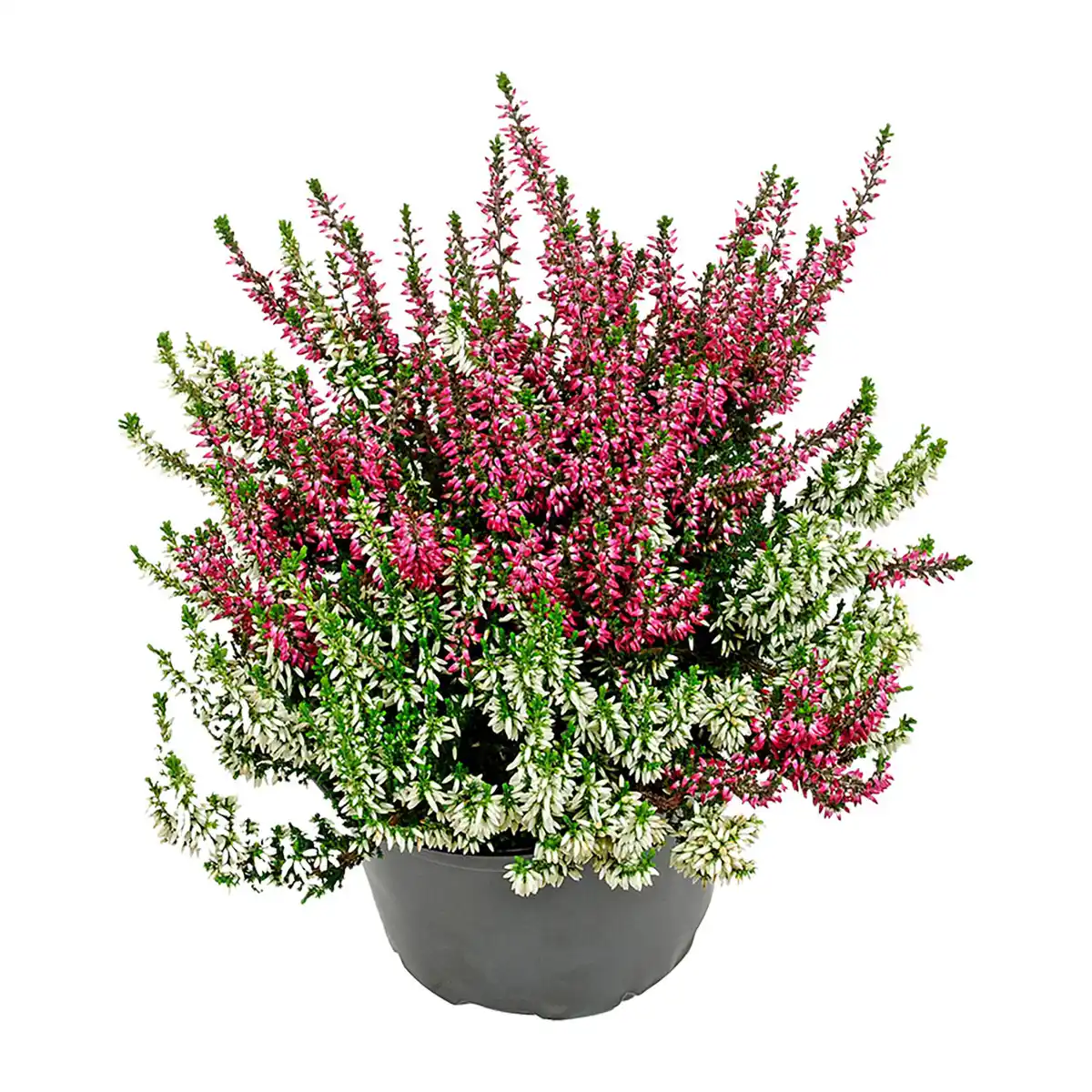 Bild 4 von GARDENLINE Calluna vulgaris Twin / Trio
