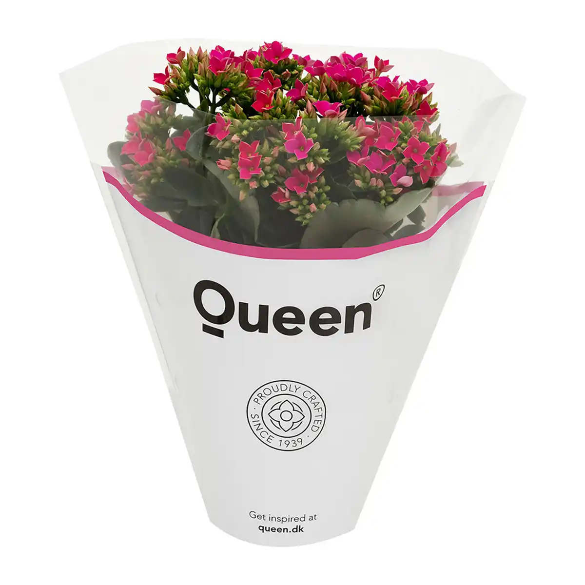 Bild 4 von GARDENLINE Kalanchoe