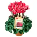 Bild 1 von Alpenveilchen