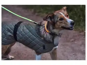MAX & MILA'S WORLD LED-Hundehalsband / LED-Hundeleuchtschlauch