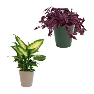 GARDENLINE Außergewöhnliche Grünpflanze