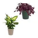 Bild 1 von GARDENLINE Außergewöhnliche Grünpflanze