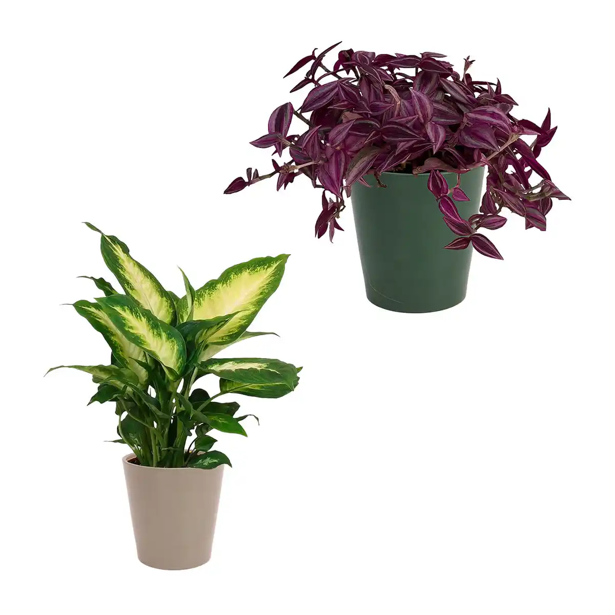 Bild 1 von GARDENLINE Außergewöhnliche Grünpflanze