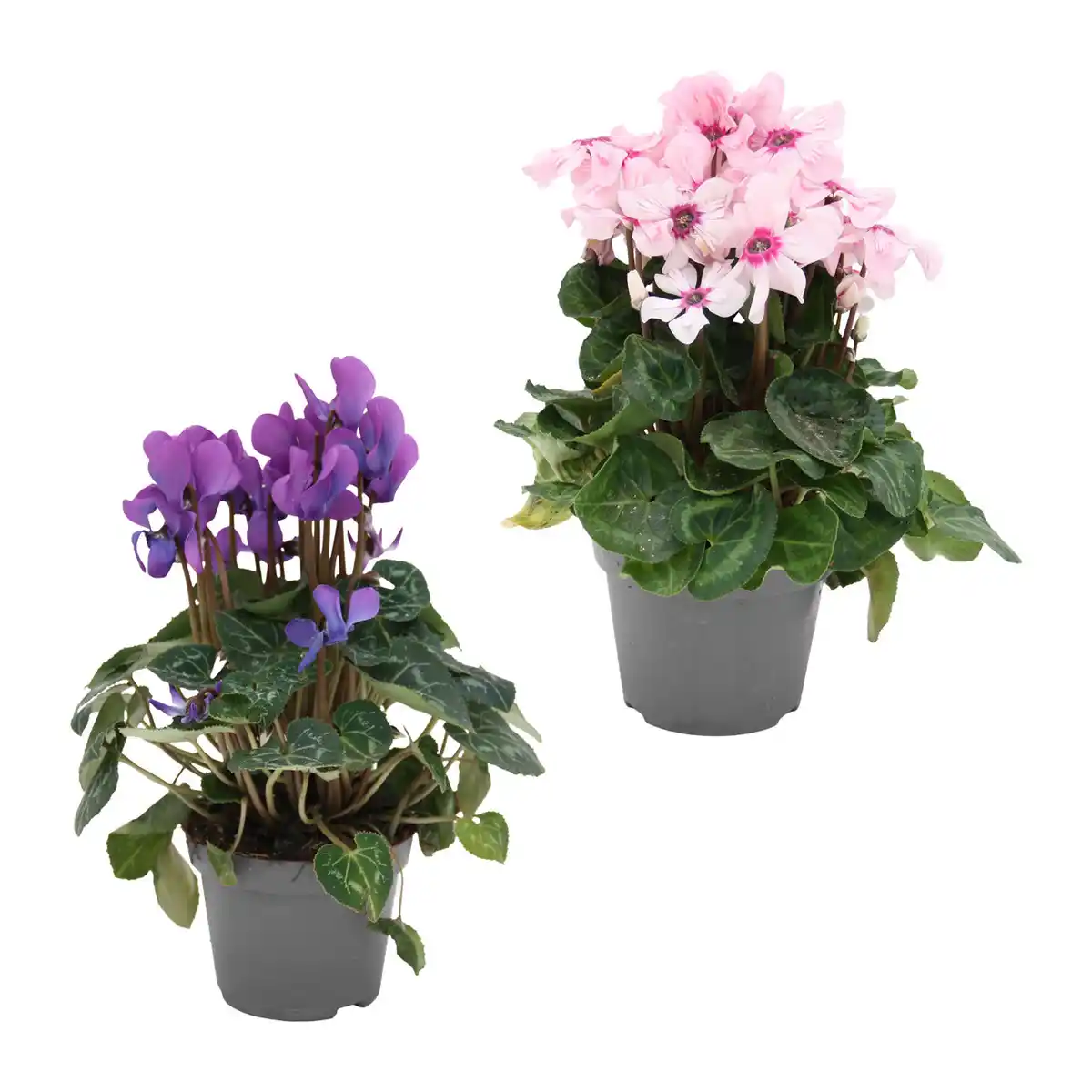 Bild 1 von GARDENLINE Alpenveilchen
