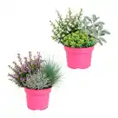 Bild 1 von GARDENLINE Herbstpflanzen-Trio