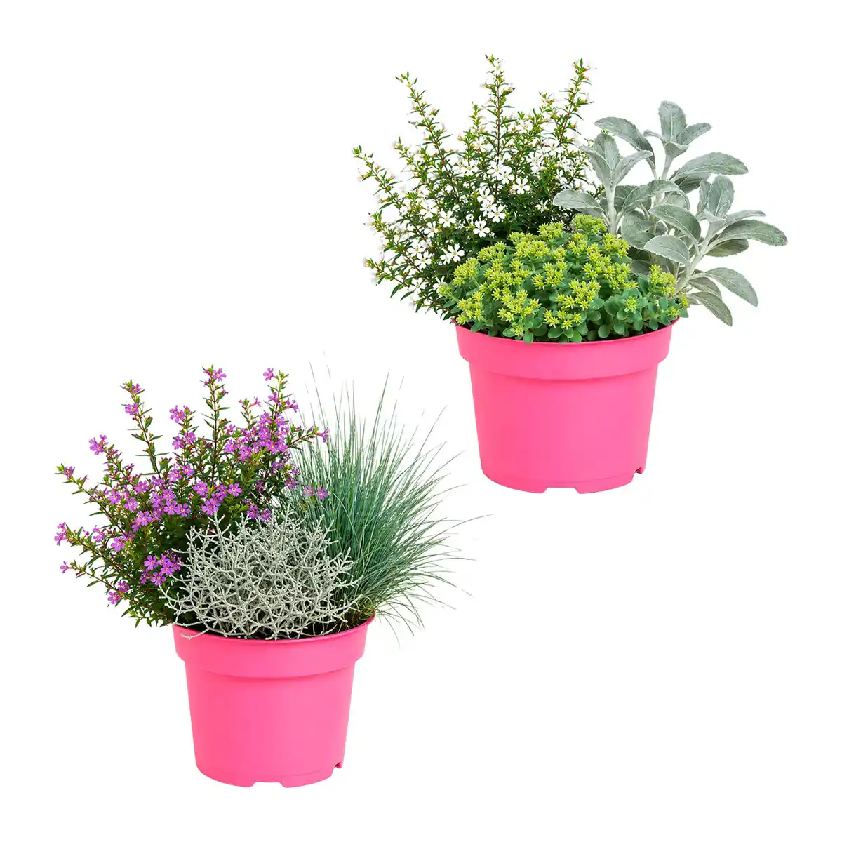 Bild 1 von GARDENLINE Herbstpflanzen-Trio