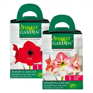 Finest Garden Amaryllis