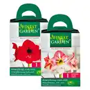 Bild 1 von Finest Garden Amaryllis