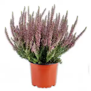 Garden Girls Calluna Garden Girls