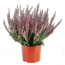 Bild 1 von Garden Girls Calluna Garden Girls