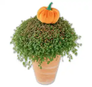 Herbstbubikopf*