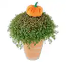Bild 1 von Herbstbubikopf*