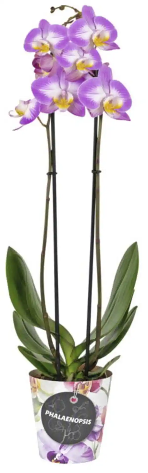 Bild 2 von Orchidee im Becher