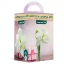 Bild 1 von GARDENLINE Amaryllis