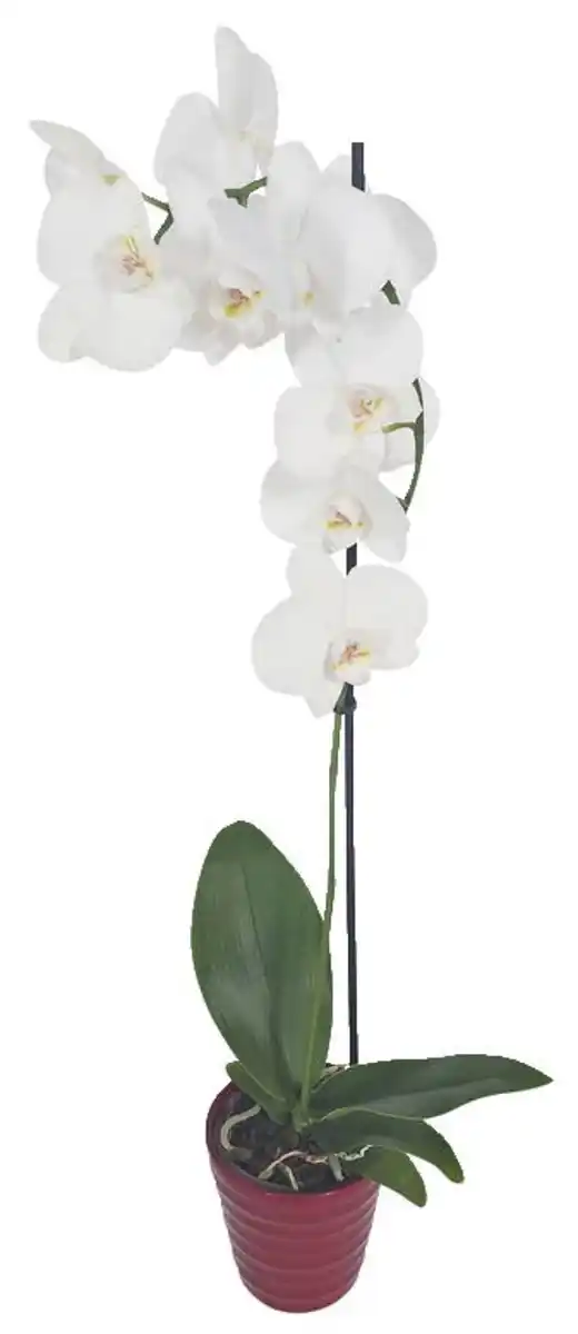 Bild 2 von Orchidee im Keramik-Übertopf