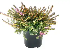 Winterheide "Erika darlyensis"