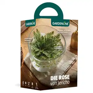 GARDENLINE Rose von Jericho