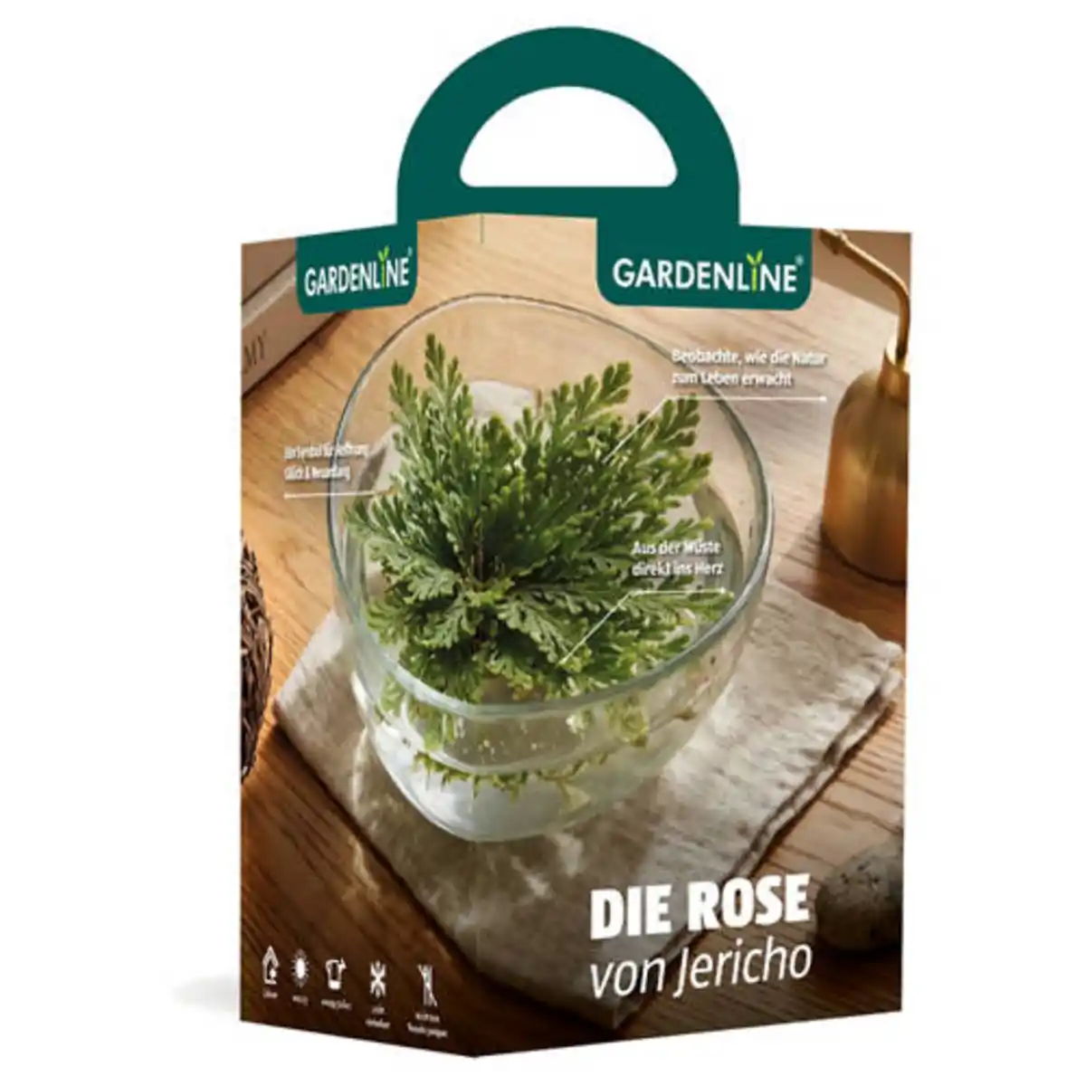 Bild 1 von GARDENLINE Rose von Jericho