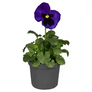 GARDENLINE Viola F1