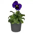 Bild 1 von GARDENLINE Viola F1