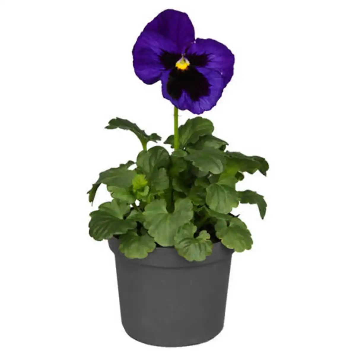 Bild 1 von GARDENLINE Viola F1