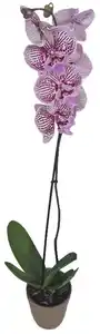 Orchidee im Keramik-Übertopf