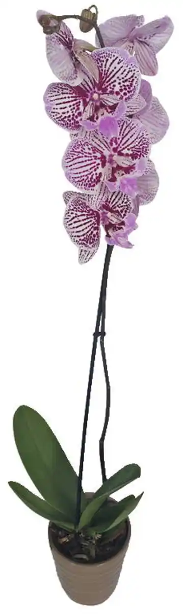 Bild 1 von Orchidee im Keramik-Übertopf