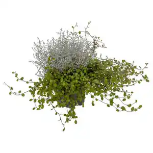 GARDENLINE Calocephalus mit Mühlenbeckia