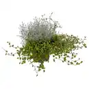 Bild 1 von GARDENLINE Calocephalus mit Mühlenbeckia