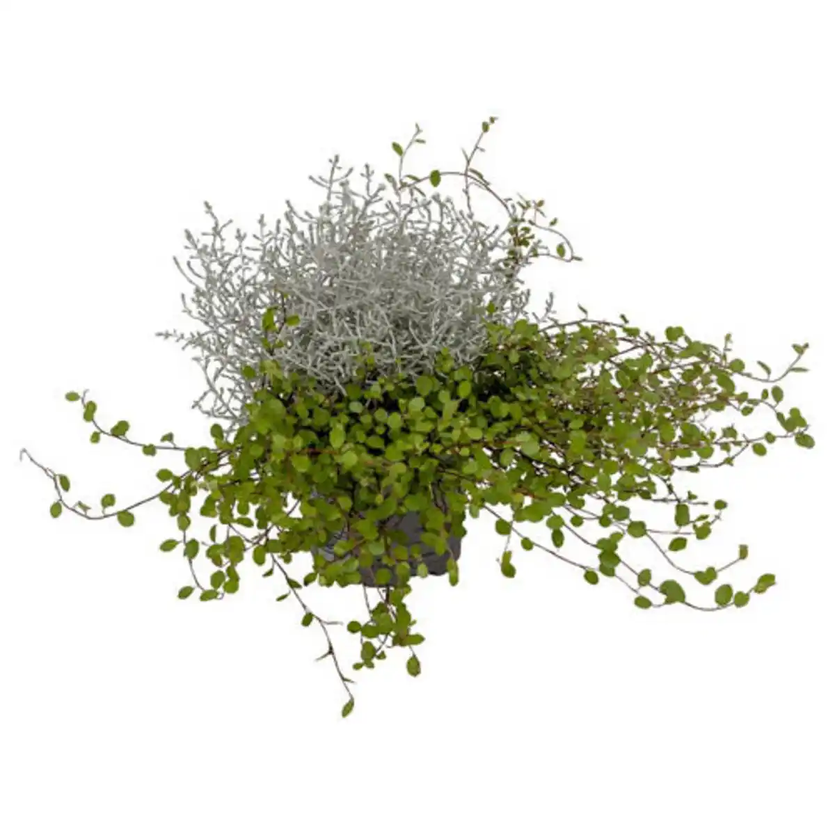 Bild 1 von GARDENLINE Calocephalus mit Mühlenbeckia