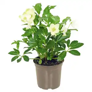 GARDENLINE Christrose