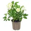 Bild 1 von GARDENLINE Christrose