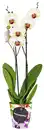 Bild 1 von Orchidee im Becher