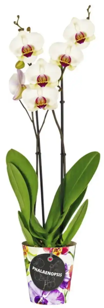 Bild 1 von Orchidee im Becher